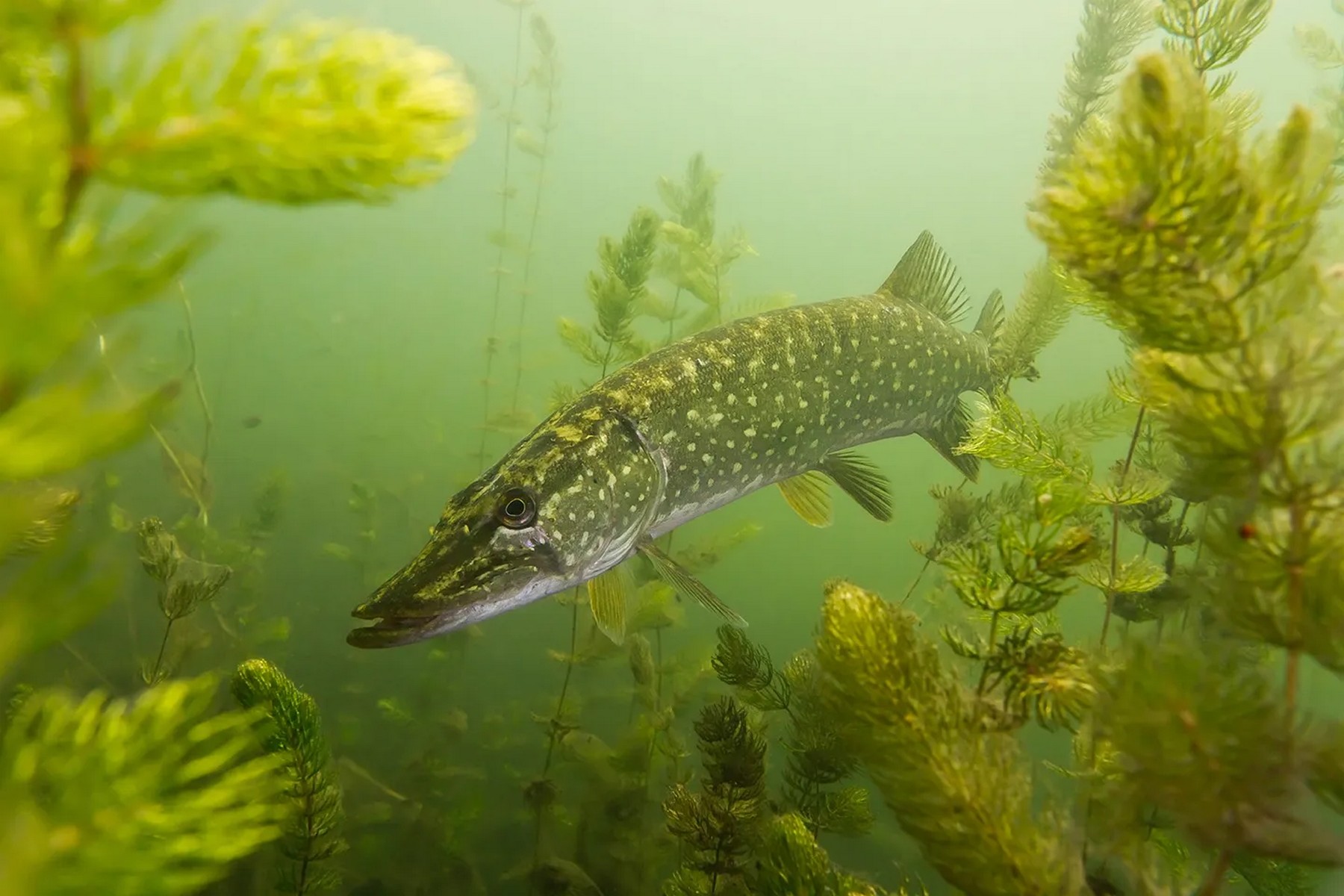 Esox lucius Linnaeus, 1758